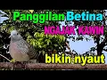 Lagu Perkutut betina memanggil jantan pasti manjur buat pancingan