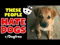 Dog Haters Are Right