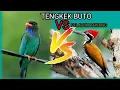 Download Lagu MASTERAN TENGKEK BUTO VS PELATUK BAWANG@masrana5805