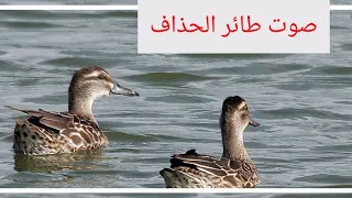 صوت طائر الحذاف 