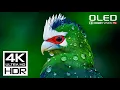 Download Lagu SPECIAL 4K Video 🧿 Dolby Vision 4K 60FPS HDR Video
