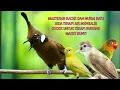 Download Lagu masteran Kacer,murai batu dengan jeda air mengalir,sangat cocok untuk terapi burung yg macet bunyi