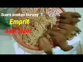 Download Lagu Suara anakan burung emprit kaji.