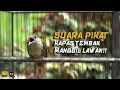 Lagu SUARA PIKAT KAPAS TEMBAK MANGGIL LAWAN!!