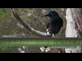 Pied Currawong Calls Sounds