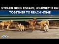 China Dogs Corgi Guides 7 Stolen Dogs In 17 Km Escape Survival Journey Stuns Internet