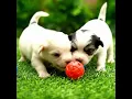 Download Lagu 😱 EXPLOSION: Mini Puppies Escape Jar \u0026 Their UNBELIEVABLE Chaos! 🐶🎉 #relaxing  #pets #shorts  #cute