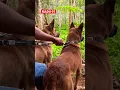Download Lagu #big #anjing #merah #dogslover #anjing #berburu #dog #hutan #kejar #hunting #pig #dogs #hunting