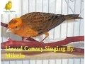 Download Lagu Canary Lizard singing - كنار الليزارد 2017