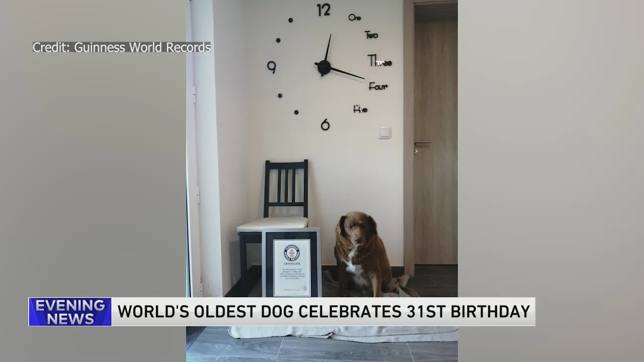 Happy birthday! Oldest dog in the world celebrates another year