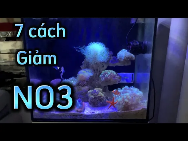 7 cách làm giảm NO3 PO4 trong hồ cá biển! (Áp dụng và thành công)