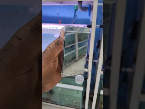 Flowerhorn Mirror Grooming 🔥 Does It Increase Kok Size? | The Secret to Mirror Training!