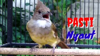 suara cucak jenggot medan gacor isian mewah