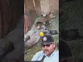 Man Caught Pimping Out Farm Animals