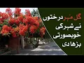 Download Lagu Benefits of Gulmohar tree (Royal poinciana) - @TalkShowsSamaa - SAMAA TV - 16 May 2022