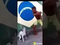 Download Lagu yg lagi viral terniang niang