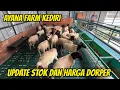 Download Lagu UPDATE STOK DAN HARGA DOMBA DORPER, HARI INI DI AYANA FARM KEDIRI MP3