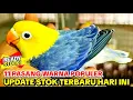 Lagu UPDATE STOK LOVEBIRD 11 PASANG WARNA TERBARU: (Biola Lutino Mm, Yellow Face, Dun Fallow)