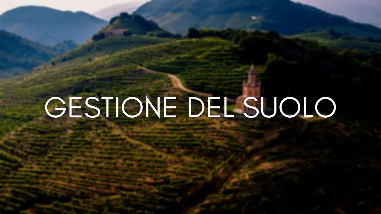 La gestione del suolo dell’azienda vitivinicola sostenibile
