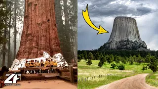 Download Amazing, This is 7 Giant Trees in the World MP3