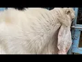 Download Lagu Kuze Goat at Zooland Jodhpur
