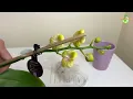 Orchids Repotting to Clay Pebbles | The Green Earth