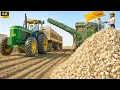Download Lagu How Million Tons of Garlic Are Harvested \u0026 Processed – Incredible Garlic Farming