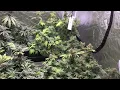 Pacific Seed Bank vs Dutch seed Bank 9 weeks in flower