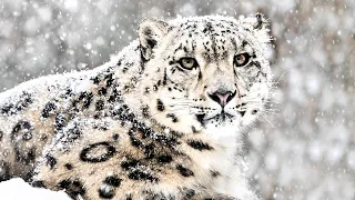 rare wildlife of chinas mountains the hidden kingdoms of china