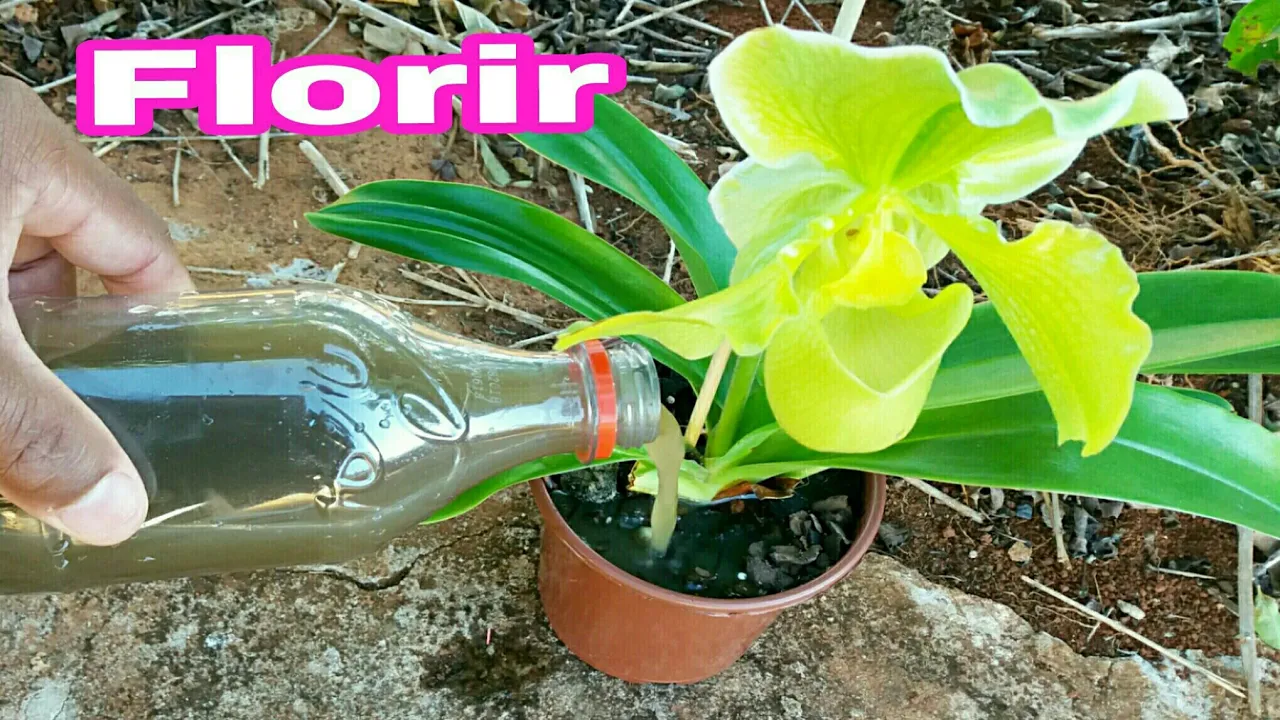 ESSE ADUBO FAZ QUALQUER ORQUÍDEA FLORIR!!