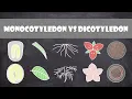 Differences between Monocots and Dicots Plant Biology