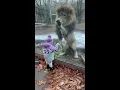 Download Lagu Brave baby plays with cheeky lion at the zoo