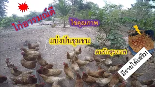 ความสุขที่ได้ทำ TH13 : เลี้ยงไก่ ไข่ ปล่อยอิสระ