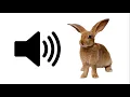 Download Lagu Baby Rabbit - Sound Effect | ProSounds