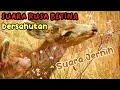 Suara Rusa Betina (suara BERSAHUTAN) - JERNIHHHHH