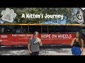 A Kitten s Journey