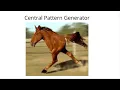 Central pattern generator