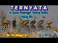 Download Lagu suara pemanggil burung belibis paling ampuh || suara bersih dan jernih