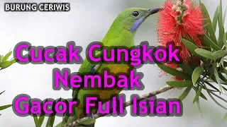 suara kicauan burung cucak cungkok nembak istimewa gacor untuk masteran full isian
