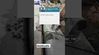 АХХХАХАХ ПОДБОРКА ЧАСТУШЕК Short Shorts частушки юмор 