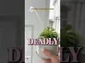 Download Lagu My Deadly, “Dumb” Plant #short #plants #houseplants #carnivorousplants #pinguicula #indoorplants