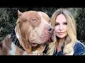MY GIANT XXL AMERICAN BULLY - THE LARGEST PITBULL ON EARTH