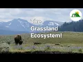 Ecosystems Episode 3 The Grassland Ecosystem