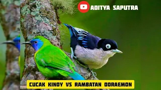 Download MASTERAN MURAI TEMBAKAN CUCAK KINOY VS RAMBATAN DORAEMON DENGAN GEMRICIK AIR 🔥 MP3