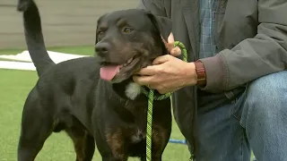 PAUL S PETS Meet Boss the dog up for adoption at the Humane Educational Society of Chattanooga