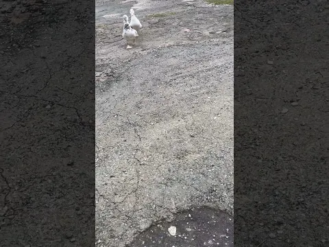 Vejam quem foi na padaria comprar pão