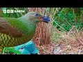 Download Lagu Cheeky Bird Steals To Impress | 4K UHD | BBC Earth