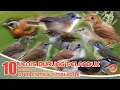 Download Lagu BURUNG PELANDUK // 10 JENIS DI INDONESIA // FAMILY TIMALIIDAE.