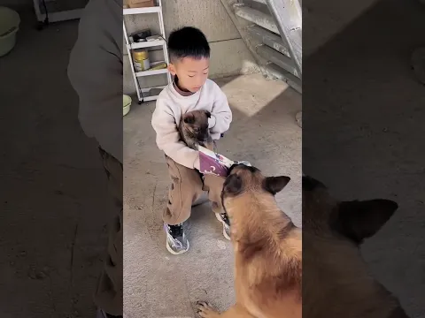 Smart dog saved boy❤️，Sweet love. #dog #smartdog #love #funny #shorts