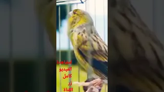 تغريد كناري تيمبرادو رهيب Timbrado 